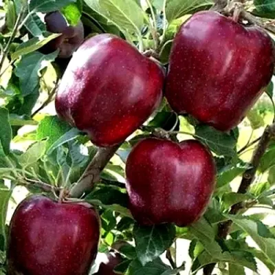 Яблоня РЕД ЧИФ в Кургане