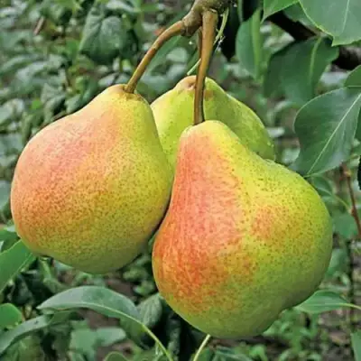 Груша АЛЁНУШКА в Кургане
