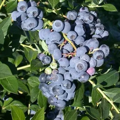 Голубика БОНУС в Кургане