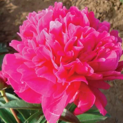 Пион РУБИНОВЫЙ СВЕТ травянистый в Кургане