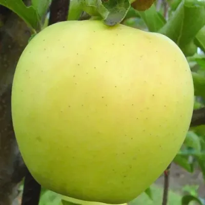 Яблоня ГОЛДЕН ДЕЛИШЕС в Кургане