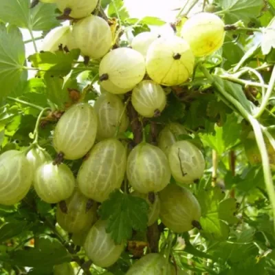 Крыжовник ИНВИКТА в Кургане