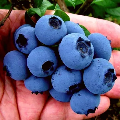 Голубика РЕКА в Кургане