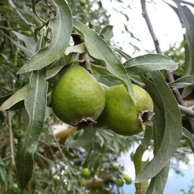 Груша ИВОЛИСТНАЯ в Кургане