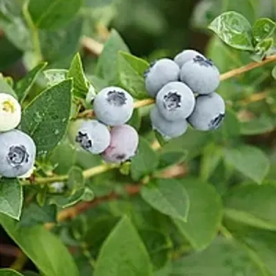 Голубика ЦУКЕР ТРАУБЕ в Кургане