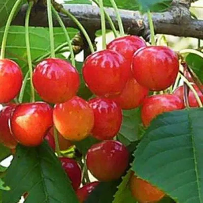 Черешня ДОНЧАНКА в Кургане