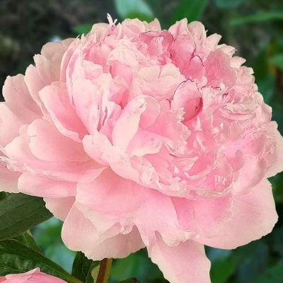 Пион САРА БЕРНАРД травянистый в Кургане