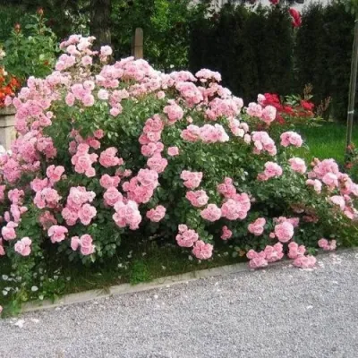 Роза БОНИКА флорибунда в Кургане