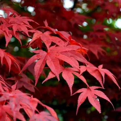 Клен гиннала  в Кургане