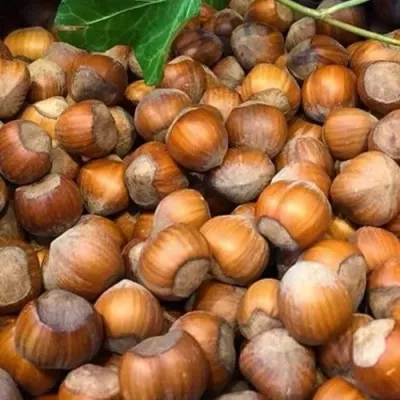 Фундук ТОНДА ДЖИФФОНИ в Кургане