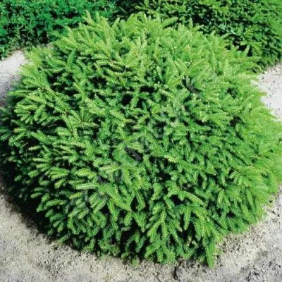 Ель НИДИФОРМИС обыкновенная в Кургане