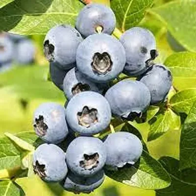 Голубика ЦУКЕР ТРАУБЕ в Кургане