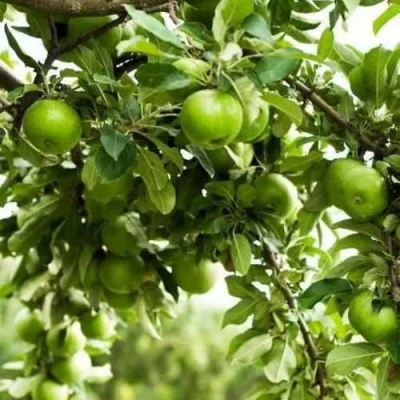 Яблоня ГРЕННИ СМИТ в Кургане