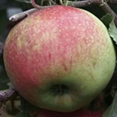 Яблоня СОКОЛОВСКОЕ стелющаяся в Кургане