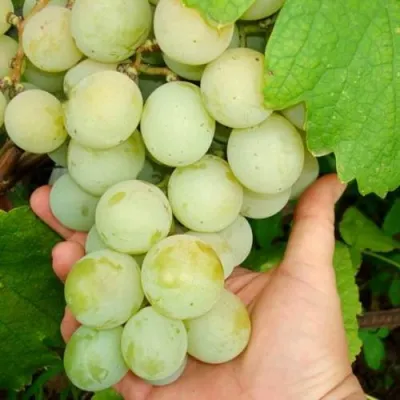 Виноград КЕША МУСКАТ в Кургане