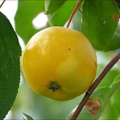 Яблоня КИТАЙКА ЖЁЛТАЯ колонновидная в Кургане