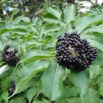Бузина черная КЛАДЗЕЗЬ в Кургане