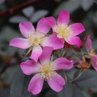 Саженцы роз сизая в Кургане