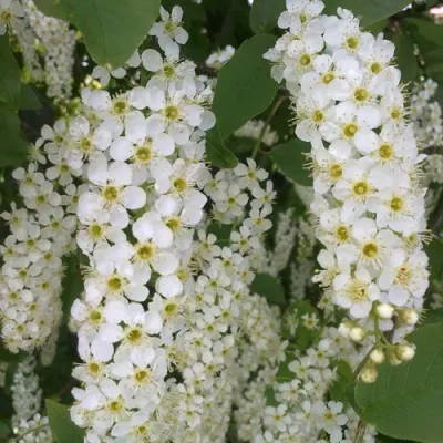 Черемуха САМОПЛОДНАЯ в Кургане