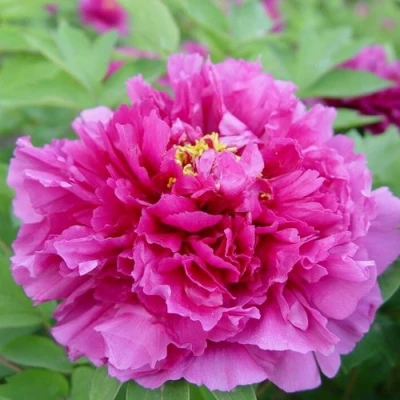 Пион ЛИЛОВАЯ ФАНТАЗИЯ древовидный в Кургане