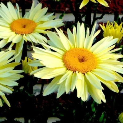 Нивяник БРОДВЕЙ ЛАЙТС великолепный в Кургане