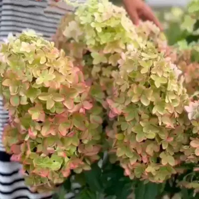 Гортензия МЕТАЛЛИКА метельчатая в Кургане