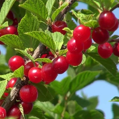 Вишня ЦАРЕВНА войлочная в Кургане