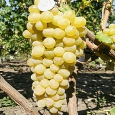 Виноград КИШМИШ ЗОЛОТЦЕ в Кургане