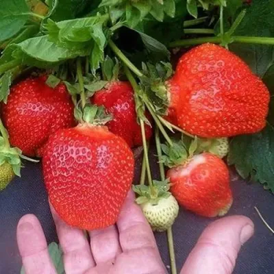 Клубника АЗИЯ в Кургане