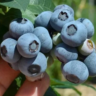 Голубика СИЕРРА в Кургане