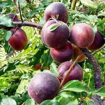 Абрикос ЧЕРНЫЙ БАРХАТ в Кургане