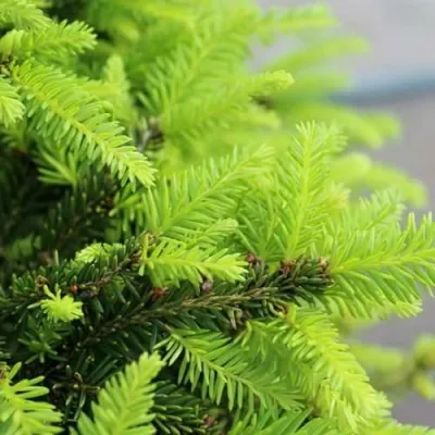 Ель НИДИФОРМИС обыкновенная в Кургане