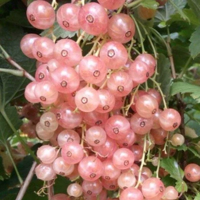 Смородина розовая ГОЛЛАНДСКАЯ РОЗОВАЯ в Кургане