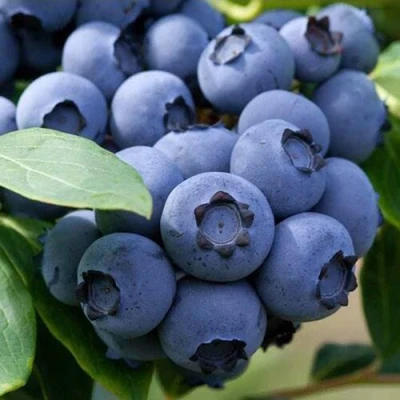 Голубика СПАРТАН в Кургане