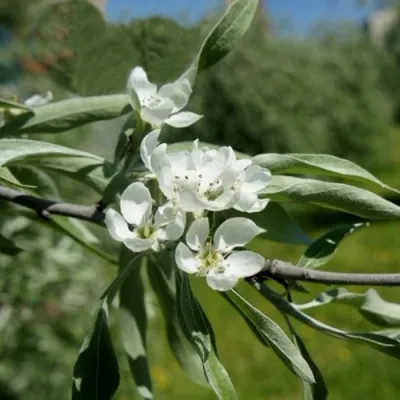 Груша ИВОЛИСТНАЯ в Кургане