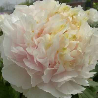 Пион ЗОЛОТОЙ ИЗУМРУД древовидный в Кургане