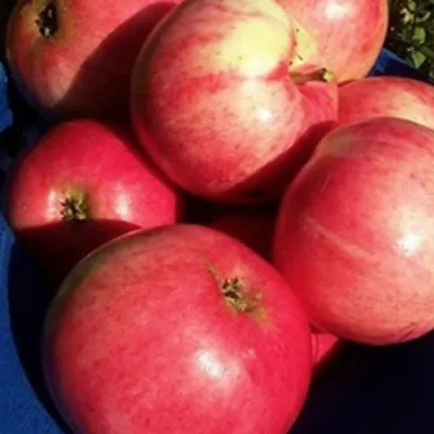 Яблоня СУЙСЛЕПСКОЕ (МАЛИНОВКА) в Кургане