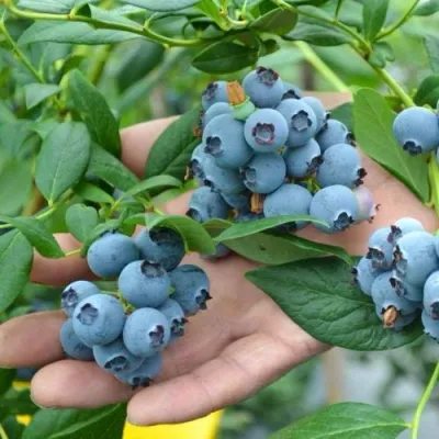 Голубика ТОРО в Кургане