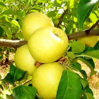 Яблоня ГОЛДЕН ДЕЛИШЕС в Кургане