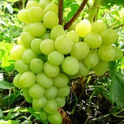 Виноград АРКАДИЯ в Кургане
