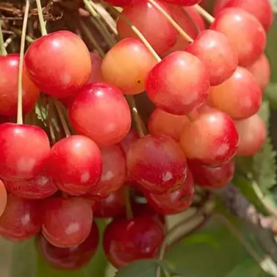 Черешня ЮЛИЯ в Кургане