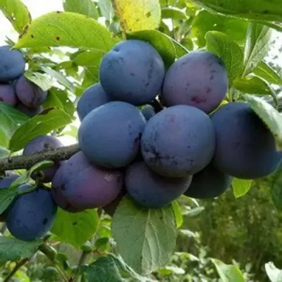 Слива КРОМАНЬ в Кургане