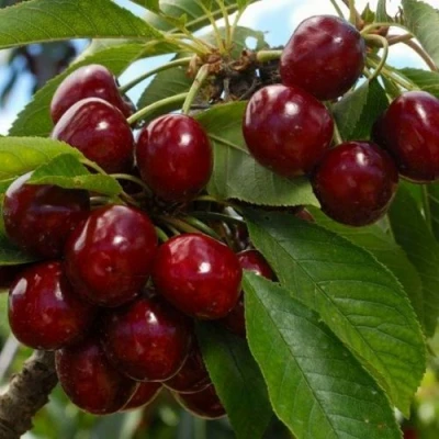 Черешня ЛАПИНС в Кургане