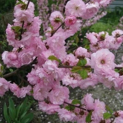 Миндаль ТРЁХЛОПАСТНЫЙ (луизеания) в Кургане