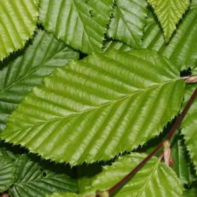 Граб японский в Кургане