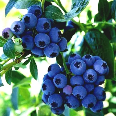 Голубика РЕКА в Кургане