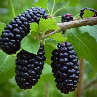 Шелковица плакучая в Кургане