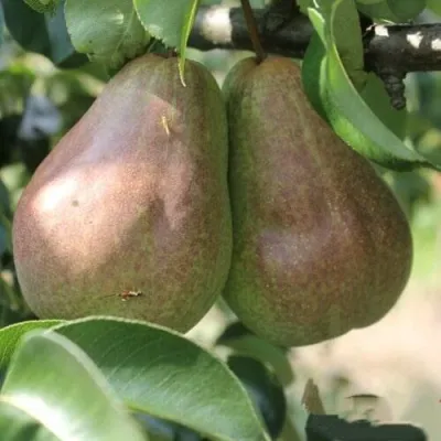 Груша БРЯНСКАЯ КРАСАВИЦА в Кургане