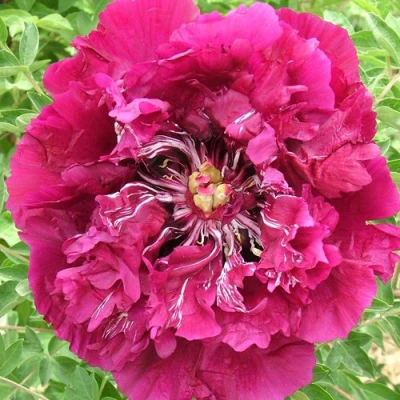 Пион ПУРПУРНЫЙ ОКЕАН древовидный в Кургане