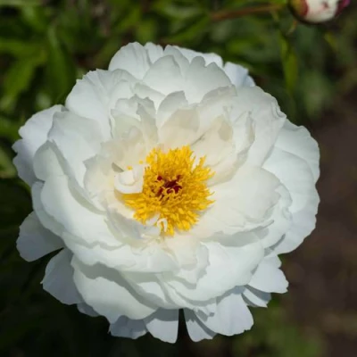 Пион МИСС АМЕРИКА травянистый в Кургане